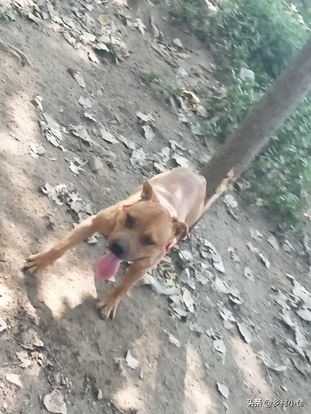 中亚猎狼犬，高狼，东北虎，比特等各种猛犬，农村狗市应有尽有