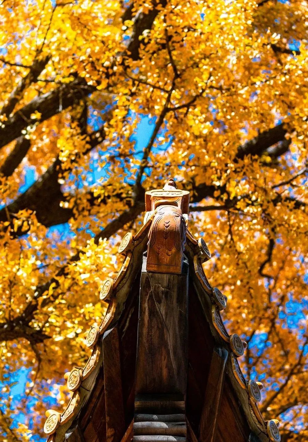 千年银杏的独木成秋千年银杏