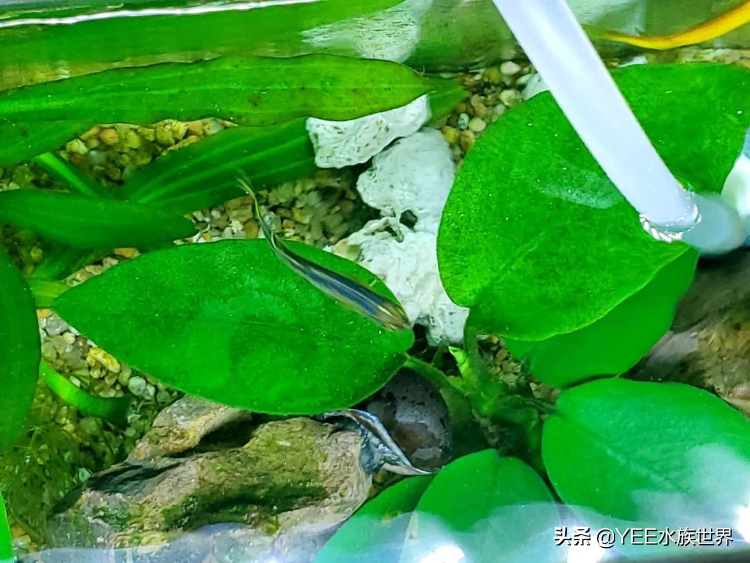水草叶发黄枯萎不早治 鱼缸观赏性就是这么没的 天天看点