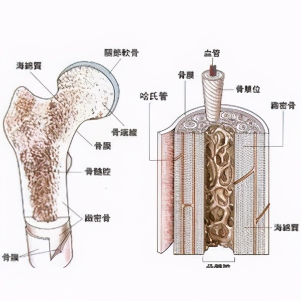 骨髓移植前白血病患者要做好什么准备