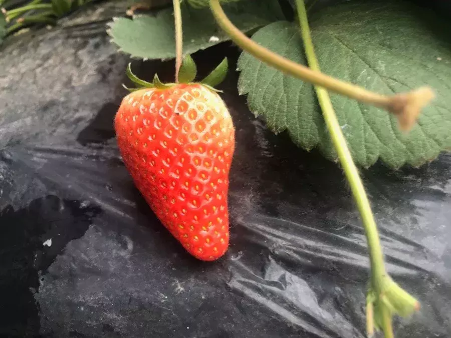 草莓苗图片大全(22种草莓新品种，有的一斤过百，产值是红颜的5倍)