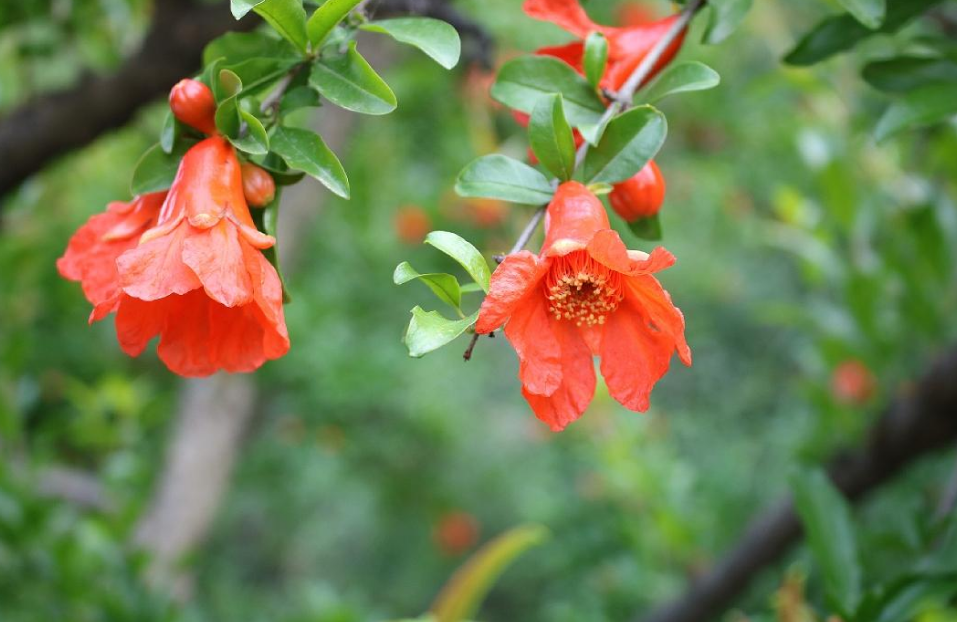 「诗词鉴赏」榴花初染火般红，古诗词里的榴花，燃烧着整个夏天