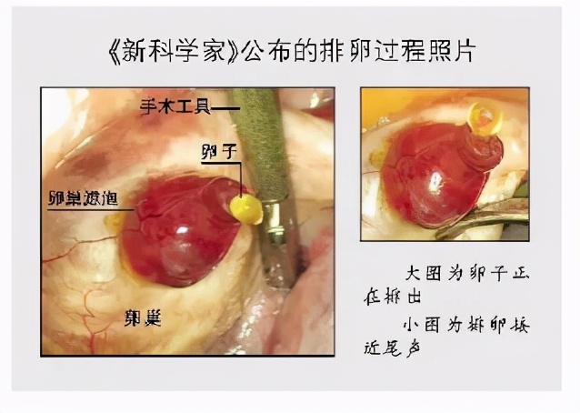 孕早期受精卵如何变成胎儿？十张过程图带你了解，我们都是最棒的