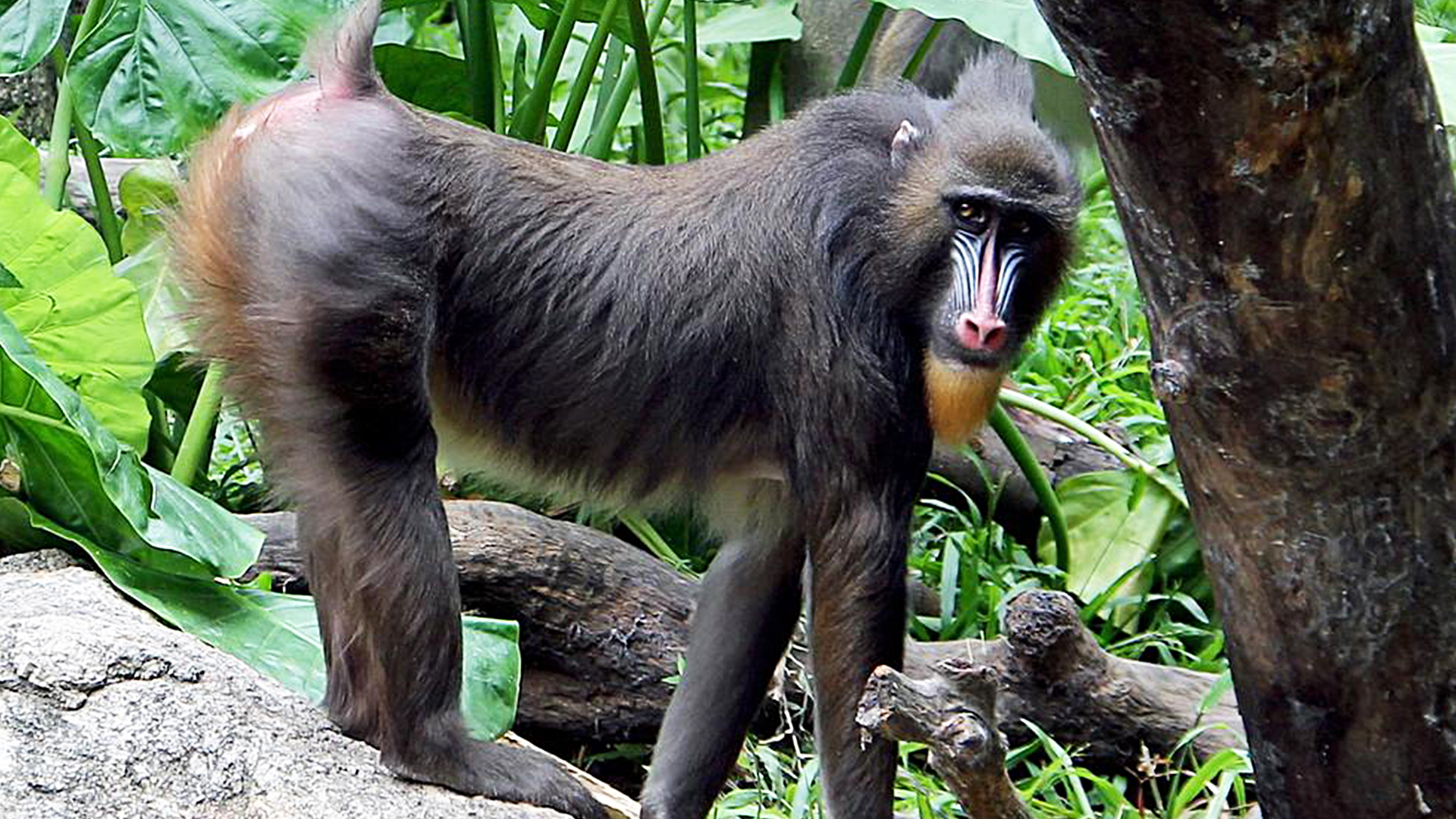 山魈宁遇豺狼不碰山魈