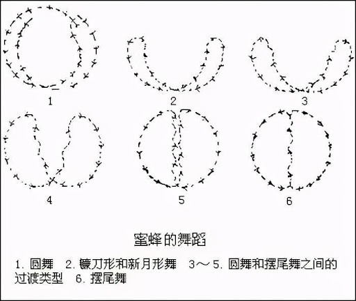 雄蜂交尾后死亡的原因是什么？揭秘蜜蜂交尾过程的特别之处