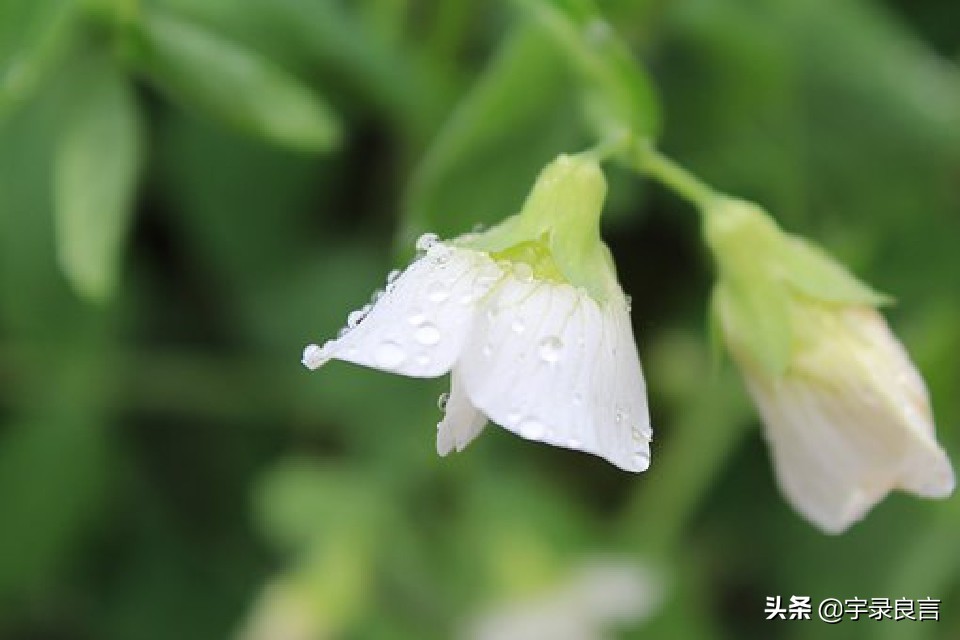 关于花的人生哲理(关于花的人生哲理作文)