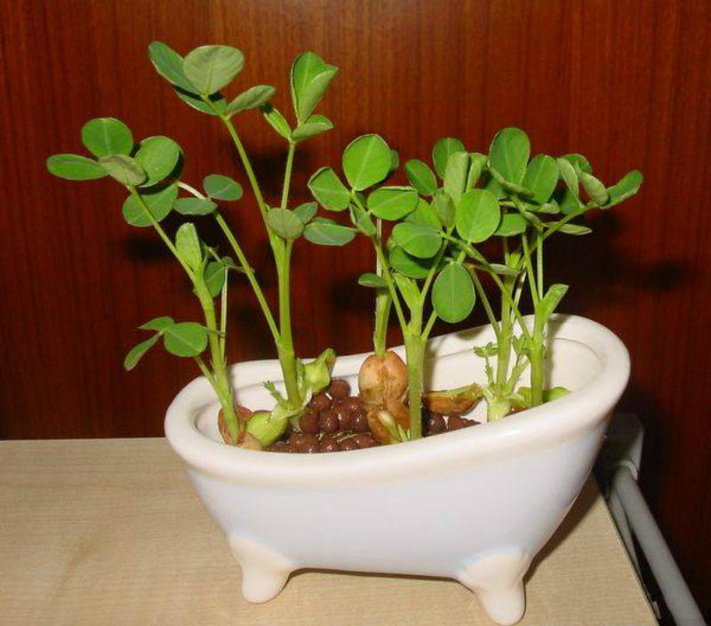 出芽的花生泡水里,呼呼冒出一茬苗,长成绿油油的小森林