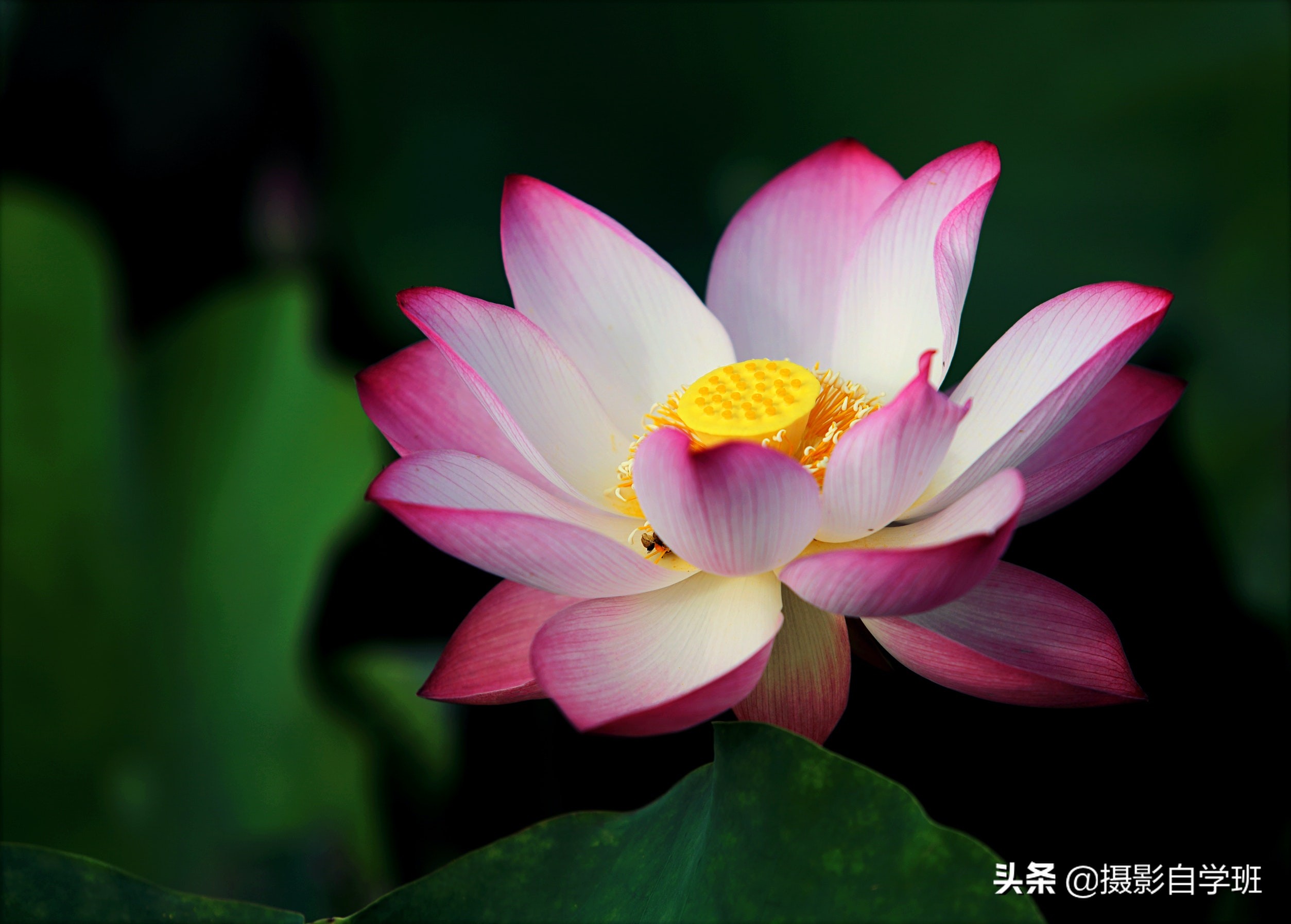 莲花的图片(用9组荷花对比照片) - 赤虎壹号