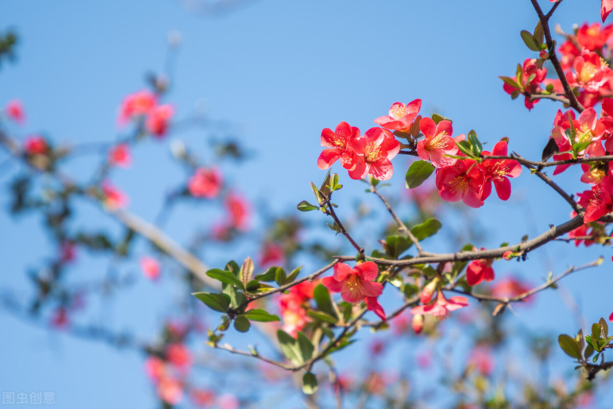 唐朝诗人韦应物写在惊蛰的五言诗，流传千古媲美白居易！