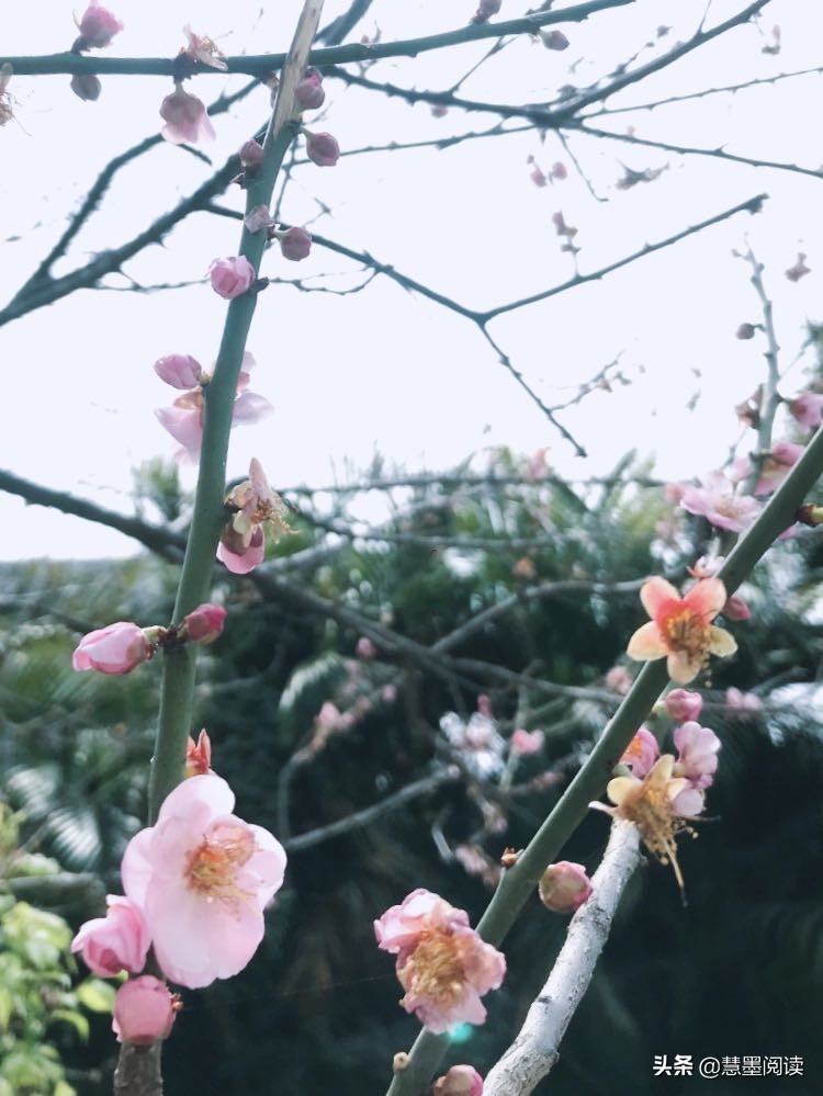 《桃花源记》人间仙境：芳草鲜美，落英缤纷