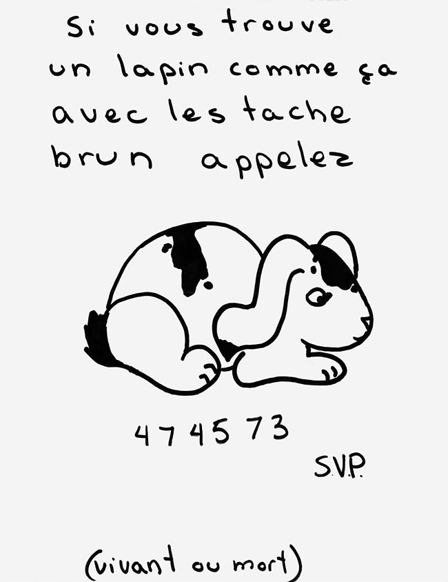 一则关于猫猫狗狗的寻宠启示.寻狗记,寻猫记