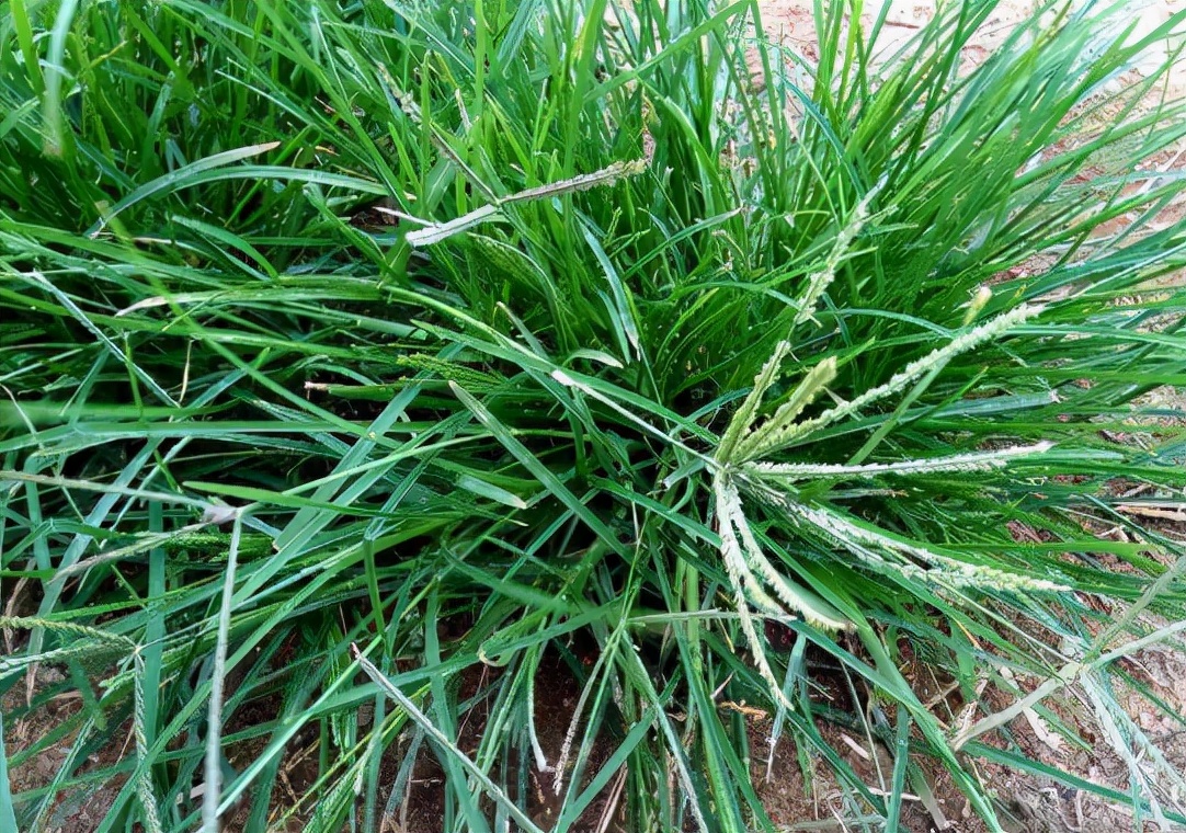 牛筋草:极难芟除而遭嫌弃,却是天然的凉茶,若当杂草铲除太可惜