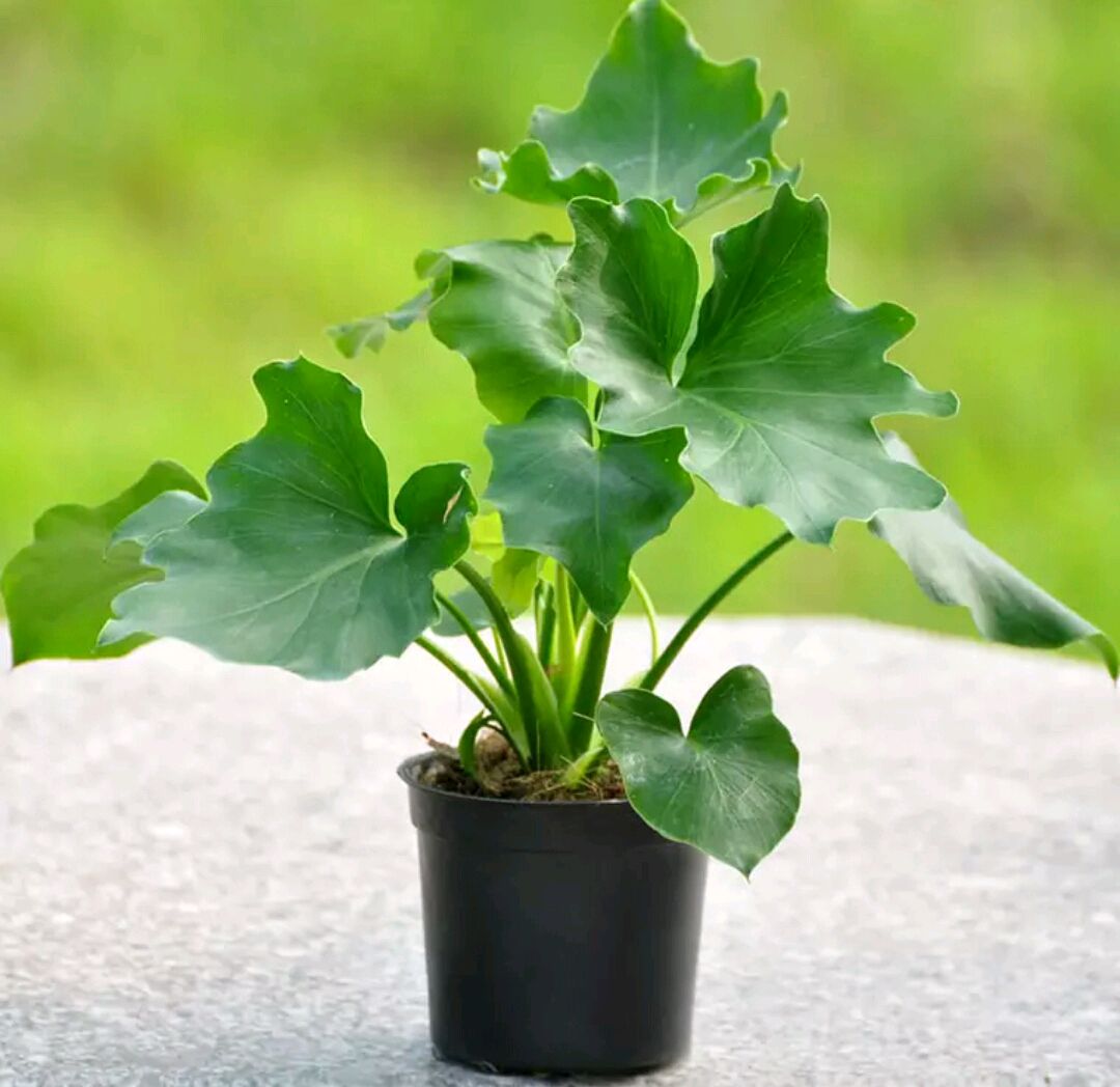 紫罗兰有毒吗（100种室内盆栽花草图鉴）