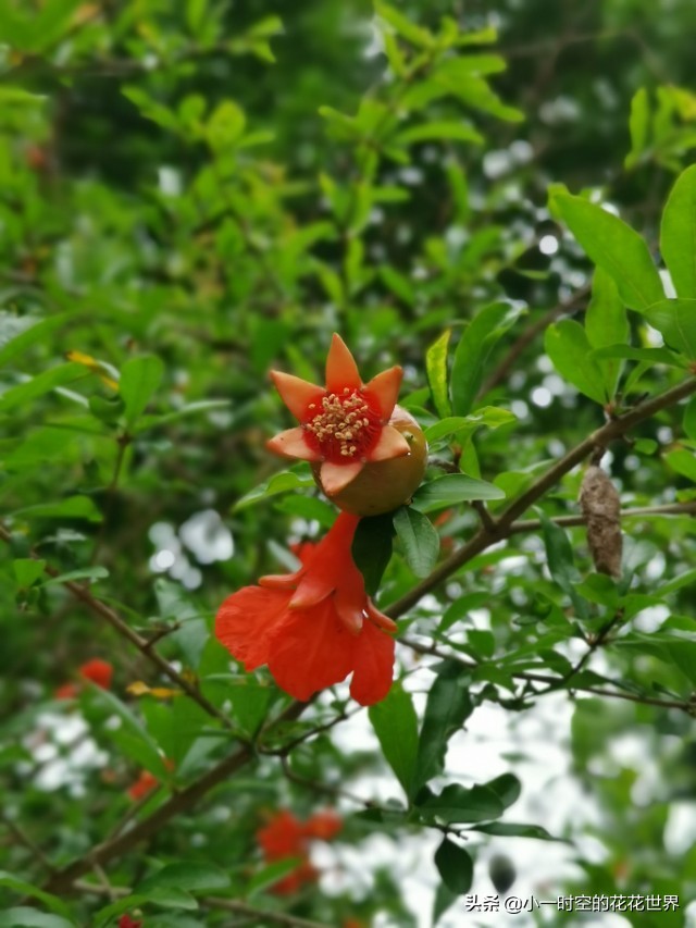 诗情花意：夏花灿烂，最美是这朵。两首古诗，尽述此花之妙！