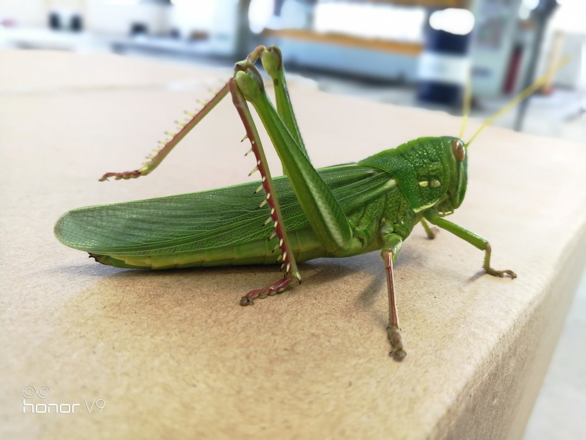 带你认识5种蝗虫,常被"吃货"捉来吃,人工养殖能卖20元一斤