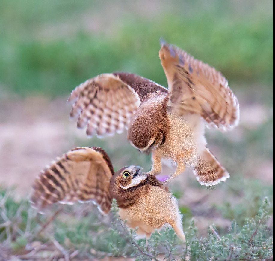 猫头鹰从不自己筑巢，都是抢，为什么？战斗力爆表，是鹰的天花板