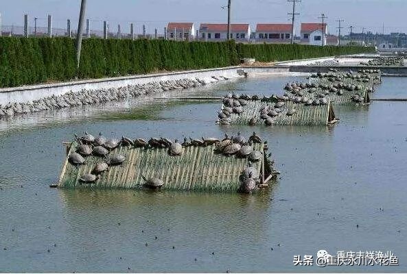 池塘仿造自然條件養(yǎng)殖甲魚的技術(shù)特點