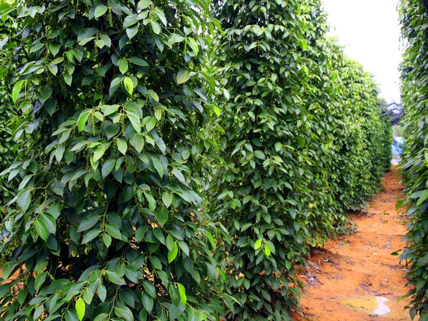 白胡椒和黑胡椒哪个好(同样是胡椒,"黑胡椒"和"白胡椒"有啥区别?