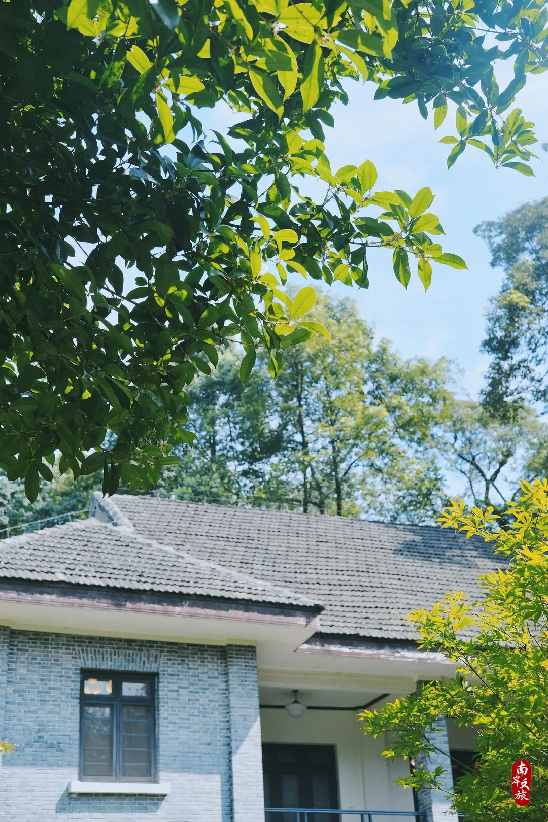 满城桂花香，来南岸细嗅秋天的芬芳