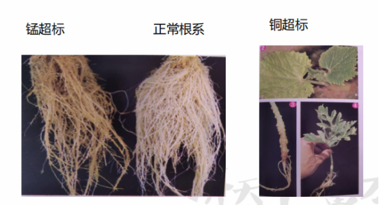 植物生理简介（植物生理的特性及土壤改良）