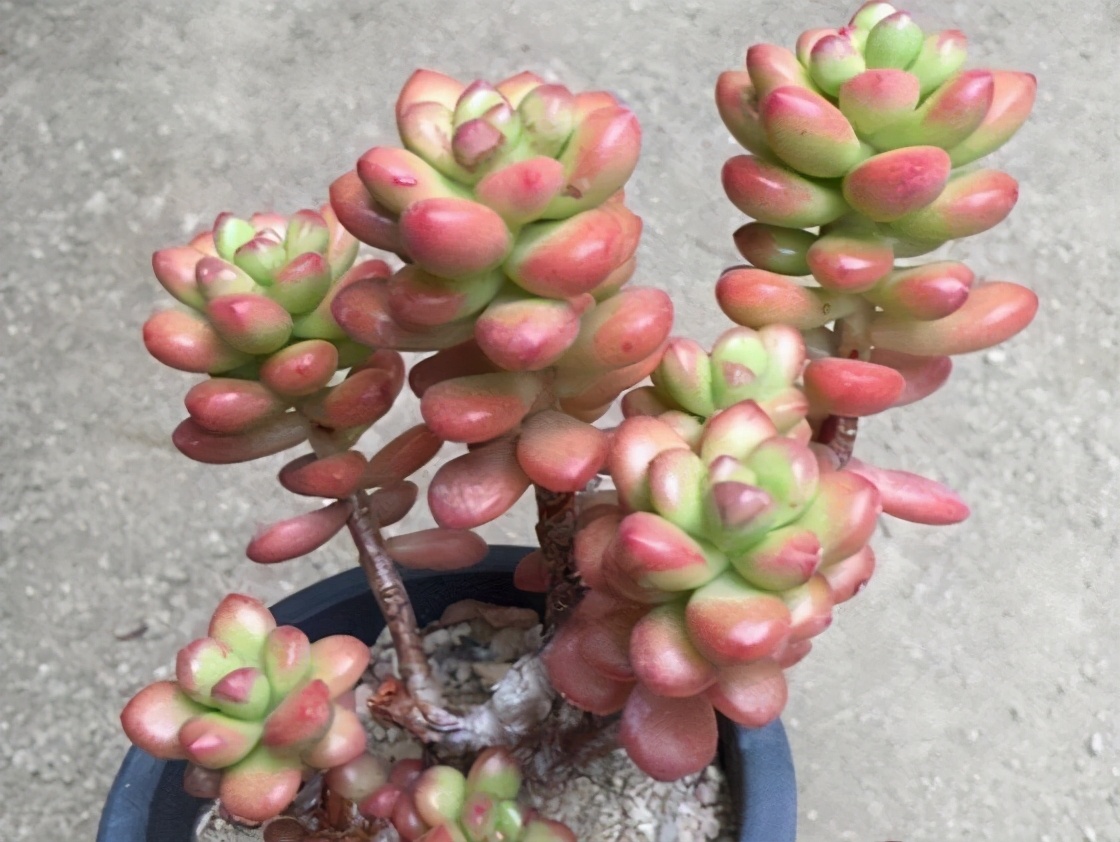 丸叶松绿多肉(喜欢带有香味的多肉,又嫌弃劳尔和百合莉莉难养,选丸叶