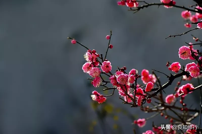 描写梅花坚强不屈品质的诗句(10首赞扬梅花迎风傲雪精神的诗句)