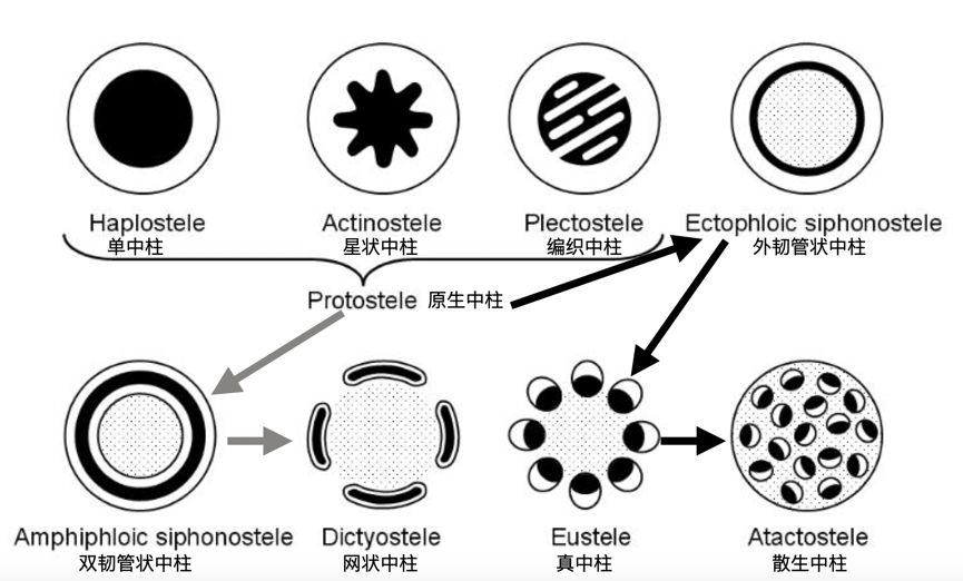 桫椤：掐我叶子炒菜之前，能念对我的名字吗？