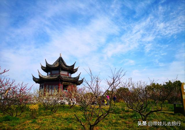 上海滨海森林公园（上海最大的国家森林公园，魔都最大的人工绿肺，来这里清凉一夏）