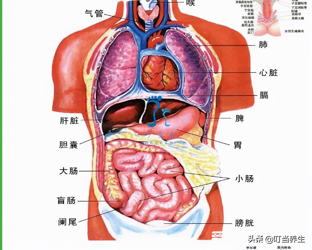 人体肺部位置图(身体器官分布图,陪你掌握五脏六腑)