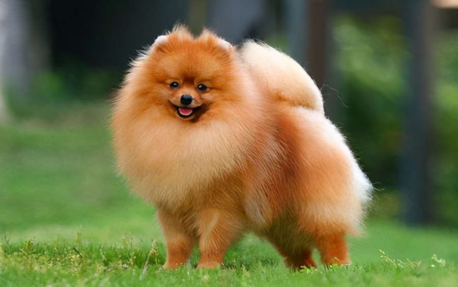 俊杰犬图片(为什么博美犬这么) - 赤虎壹号