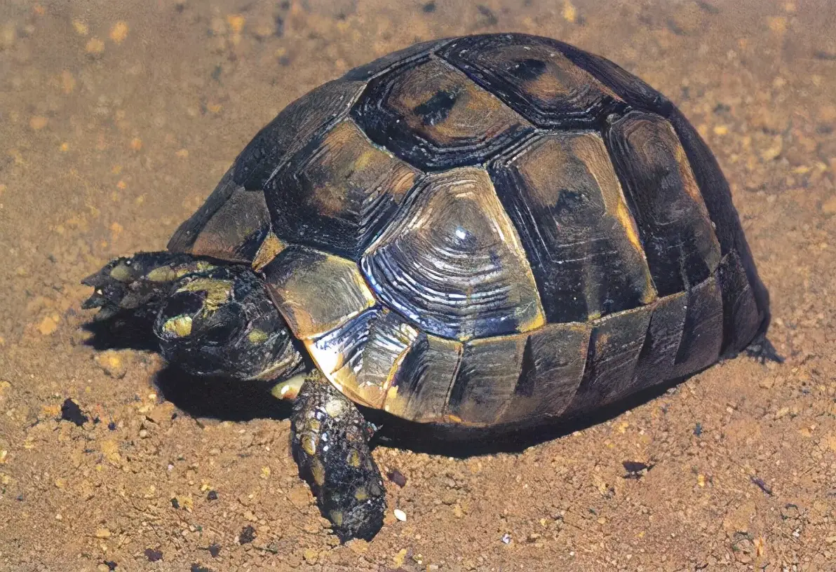 乌龟的种类图片及名称（乌龟的品种图片）