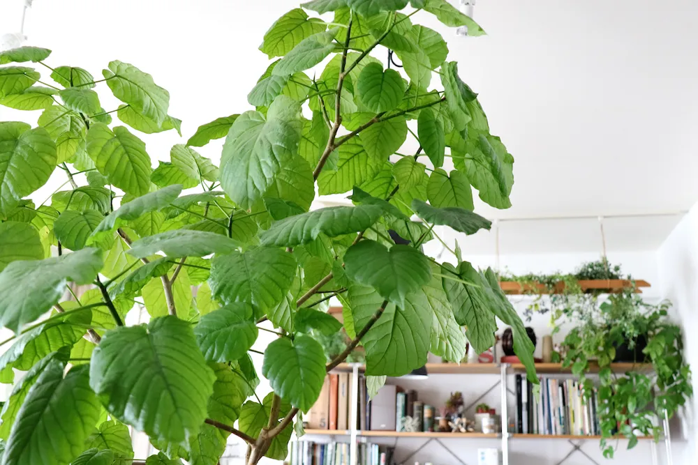 花架设计图_花架设计说明