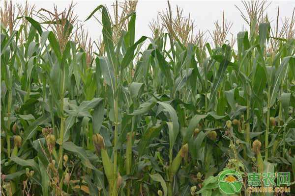 今天玉米价格多少钱一斤？2020年玉米价格最新走势分析