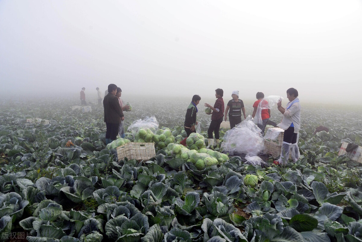 甘蓝菜图片,甘蓝菜图片大全