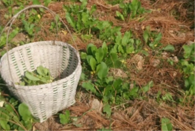 白萝卜种植时间和方法（白萝卜的最佳种植时间）