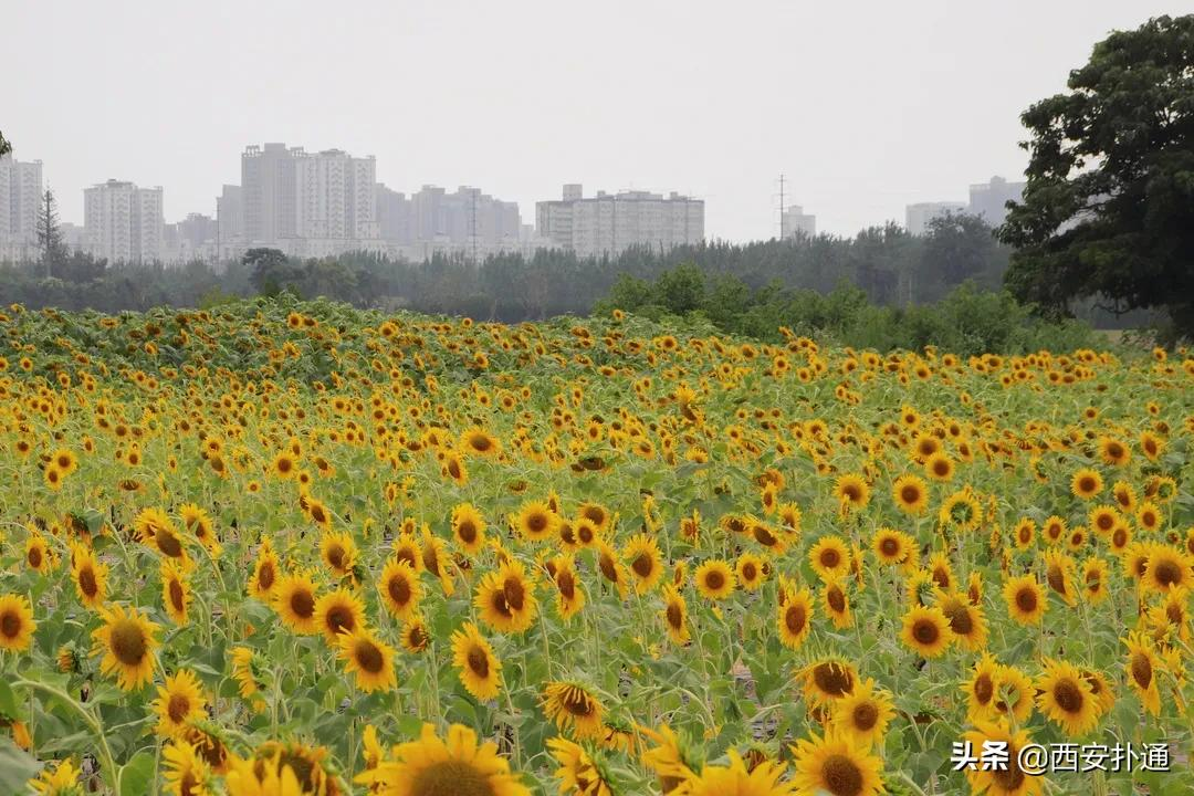 向日葵开花时间是几点左右(西安百亩向日葵花海免费看)