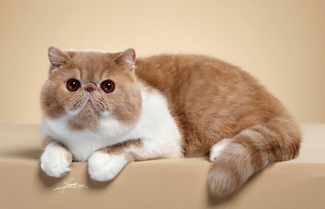 关于加菲猫,这5件事你必须先了解一下