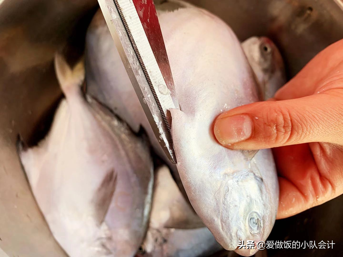 鯧魚是海魚嗎(牢記這5點輕鬆處理海鯧魚)