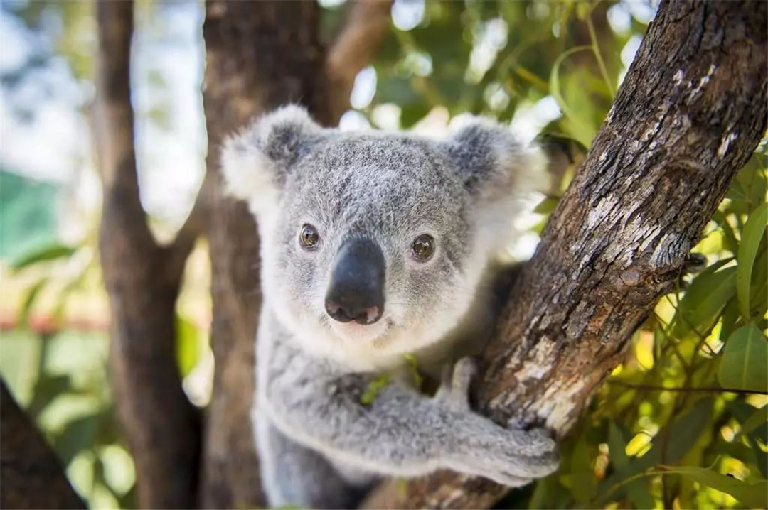 也因此,考拉的英文名是"koala bear",这个词在古代土著文字中的意思是