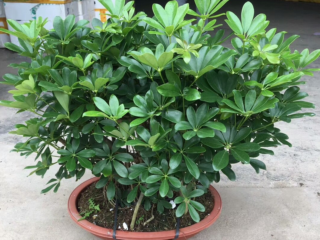 家养鸭脚木,学会一招,越养越多越养越旺,净化空气又美观