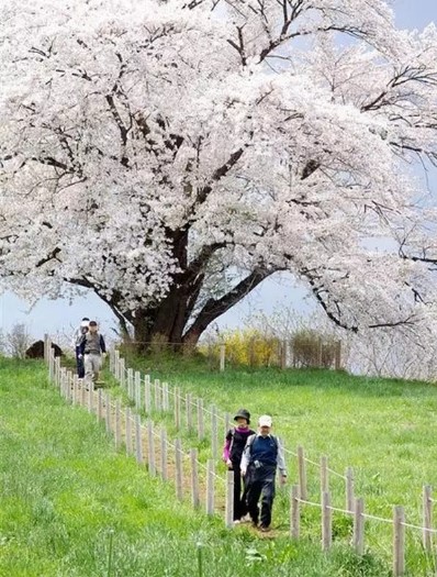 蝶恋花·樱花雨（竹榭）