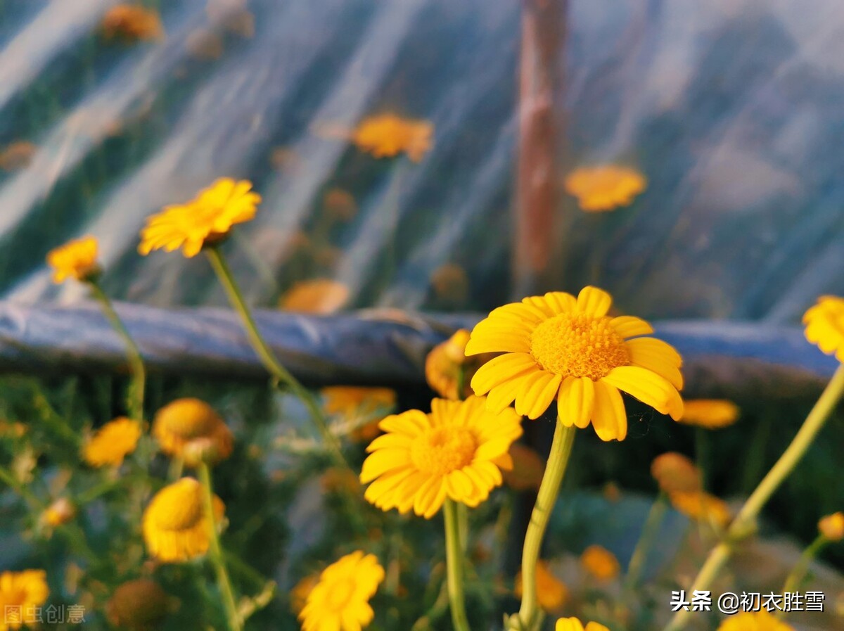 早冬田园美诗六首清赏：冬暖生芦笋，人闲对菊花