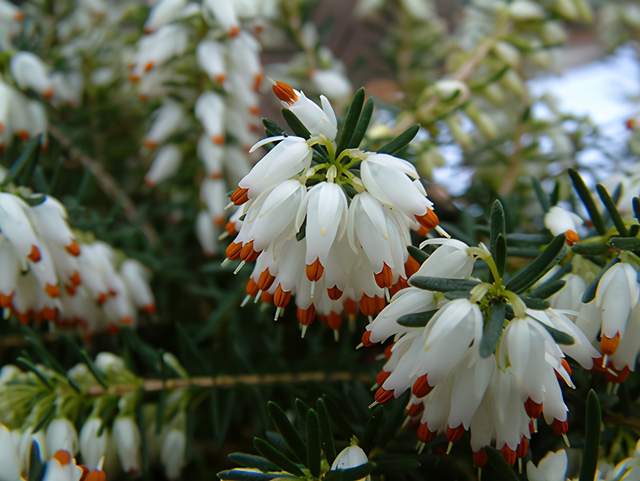 3月15日花语:款冬蒲公英,生日花语早熟_达一风水网