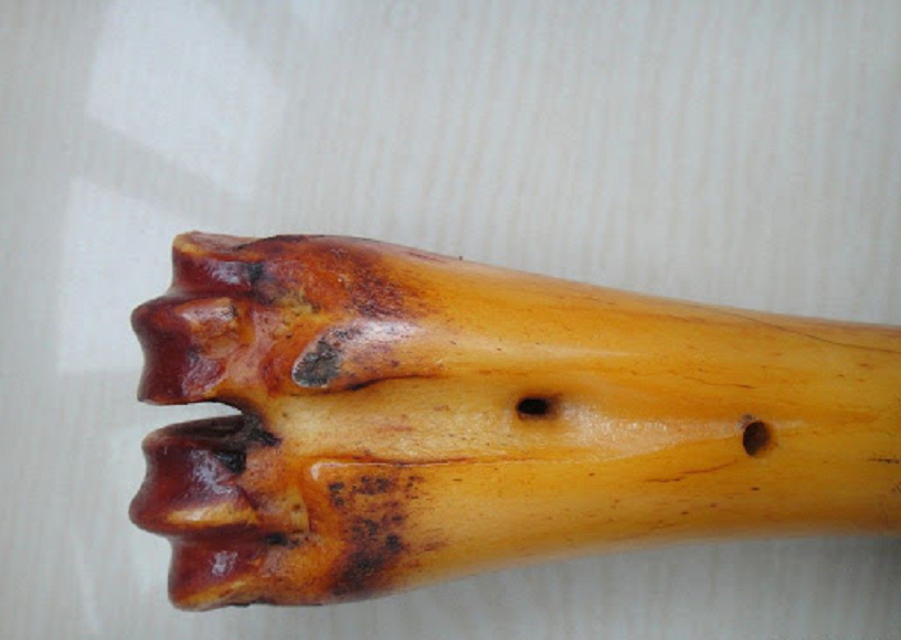 真虎骨到底长什么样?地摊上假虎骨是怎么制成的?