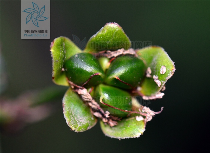 棣棠花的象征含义（棠棣花的药用价值与运用功效）