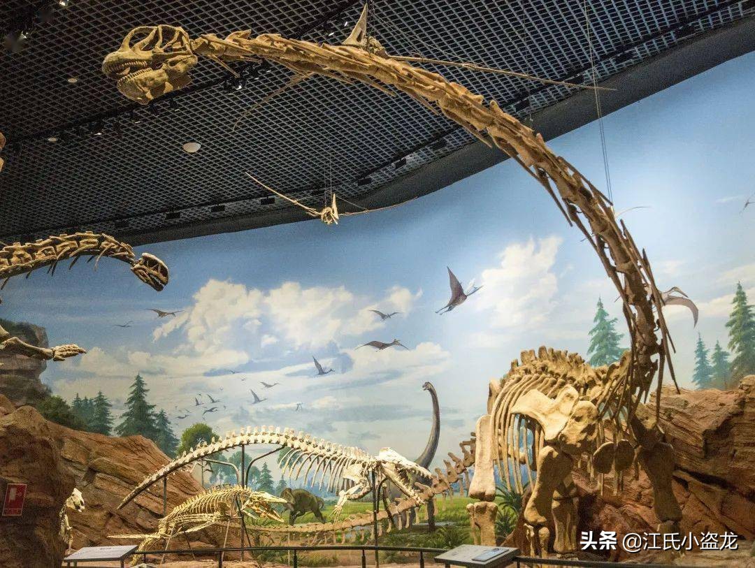 小盗龙生活在哪个时期（中国最大的恐龙来自新疆）