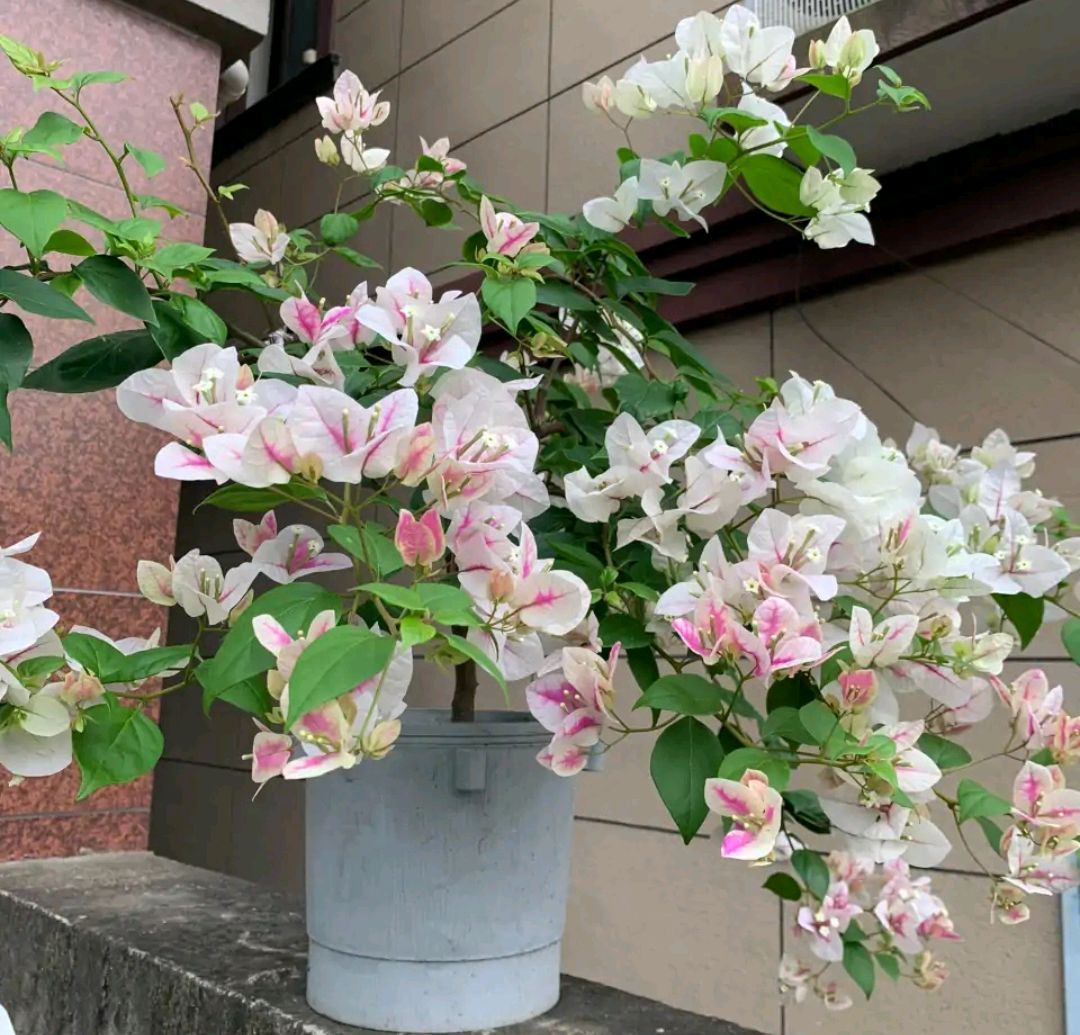紫罗兰有毒吗（100种室内盆栽花草图鉴）