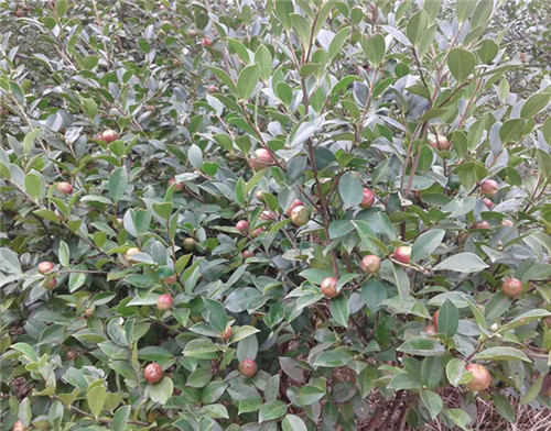 油茶种植栽培技术（油茶树种植技术及管理须知）