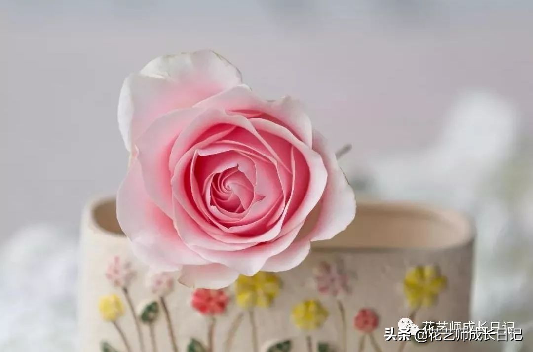 苏醒玫瑰是什么颜色（10款粉色玫瑰品种介绍）