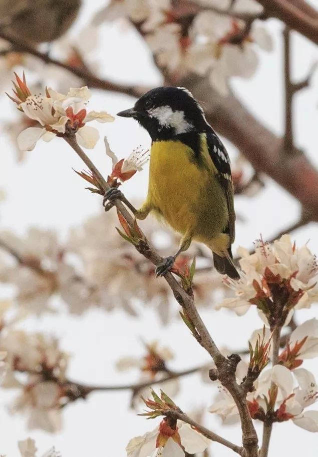 神奇动物在哪里？这些大工校园里的神奇动物你们见过哪些呢？